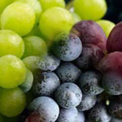 Manufacturers Exporters and Wholesale Suppliers of Black Grapes Pune Maharashtra